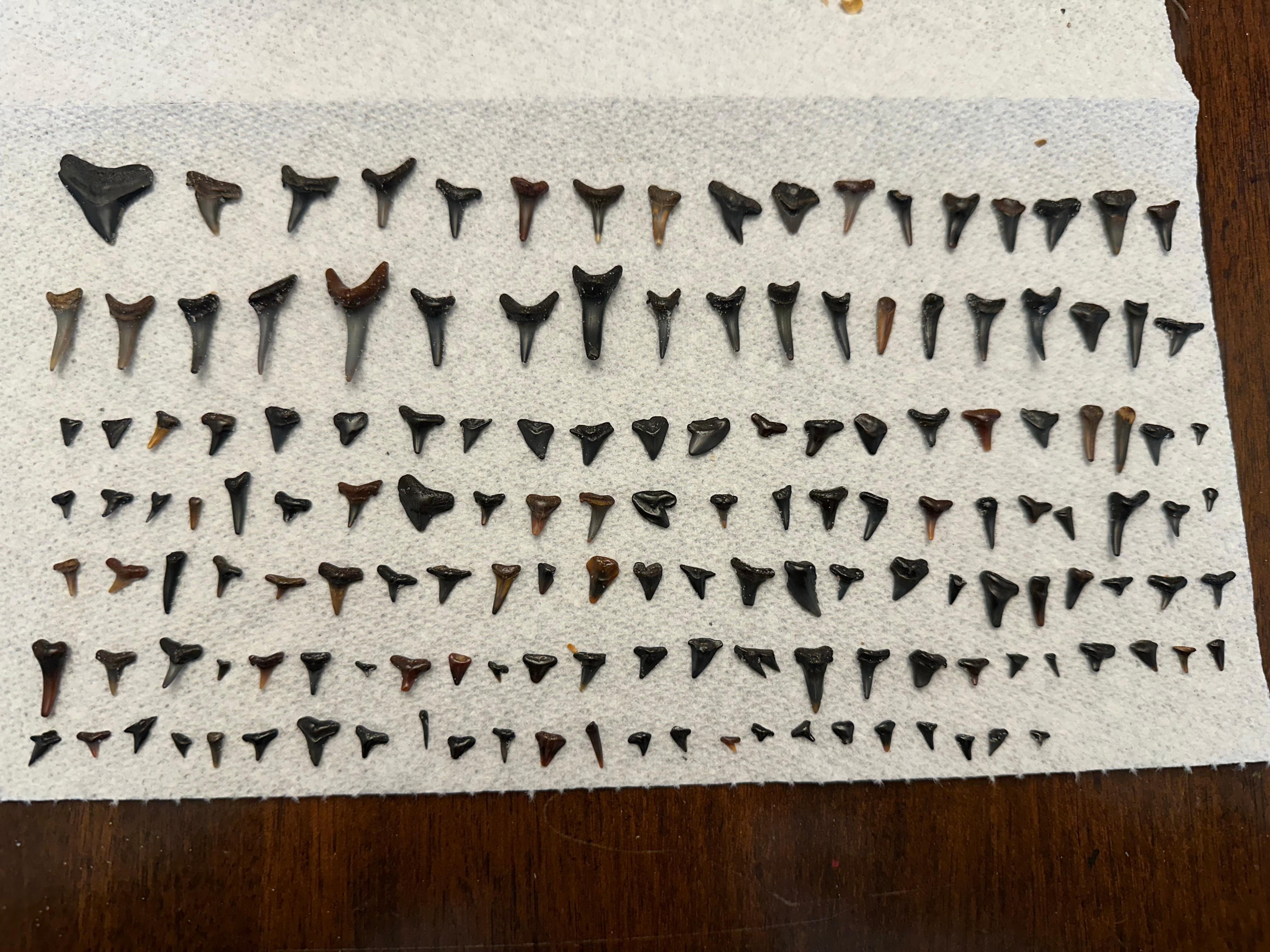 Shark teeth treasure! 