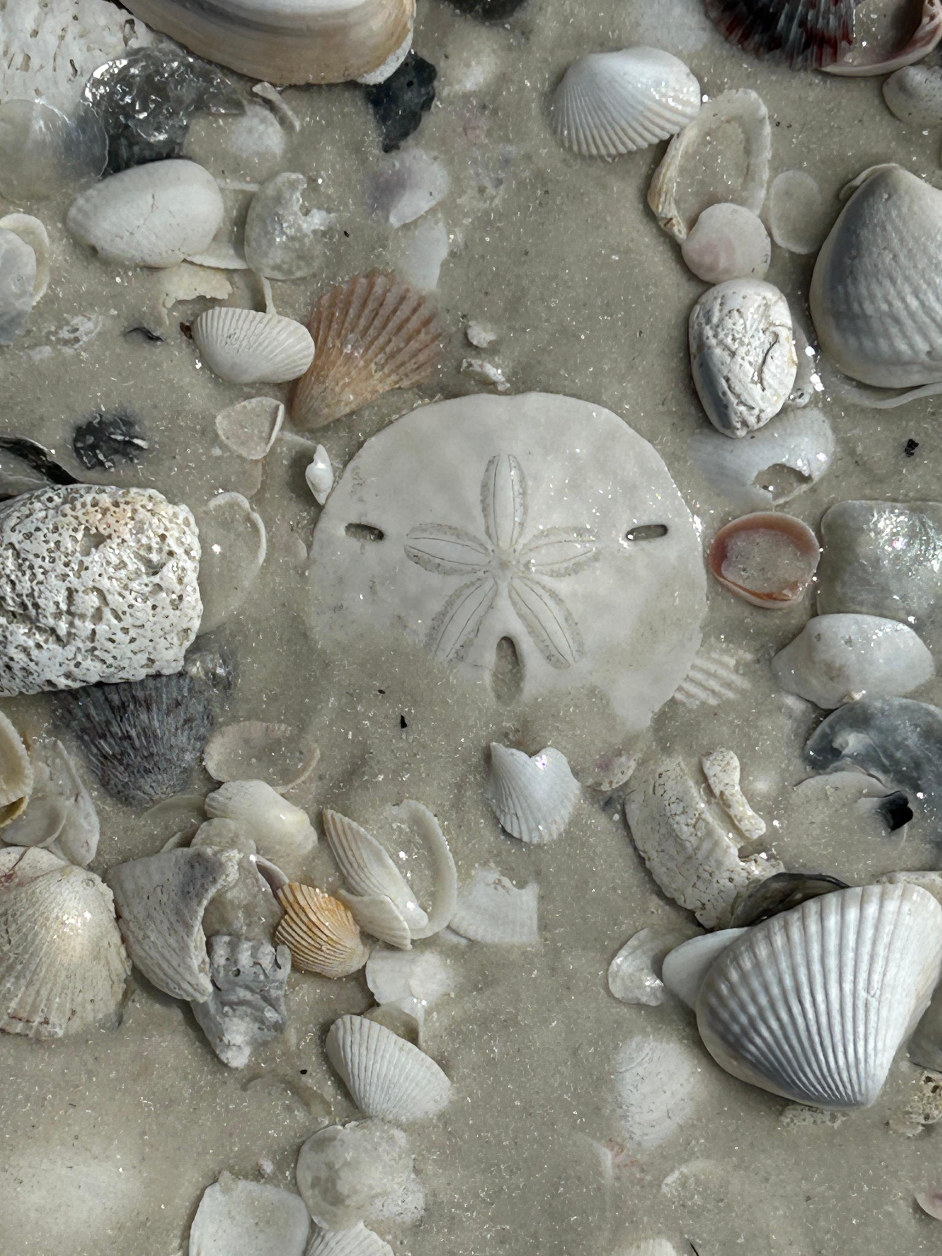 Shells and sand dollars galore!