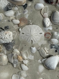Shells and sand dollars galore!