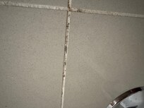 Bathroom mold
