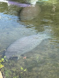 Manatees right off our dock!!!