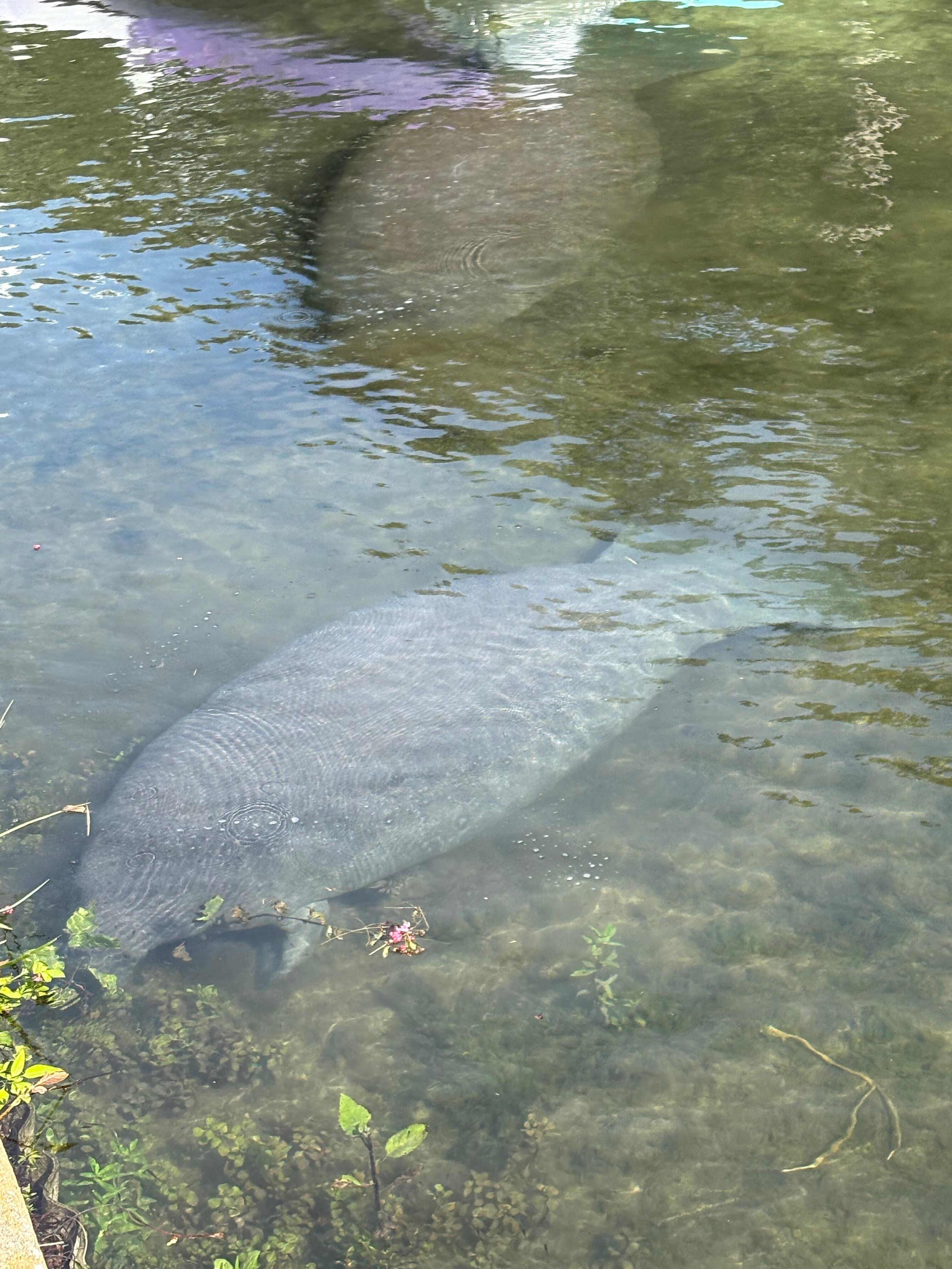 Manatees right off our dock!!!