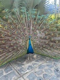 Peacocks were amazing.