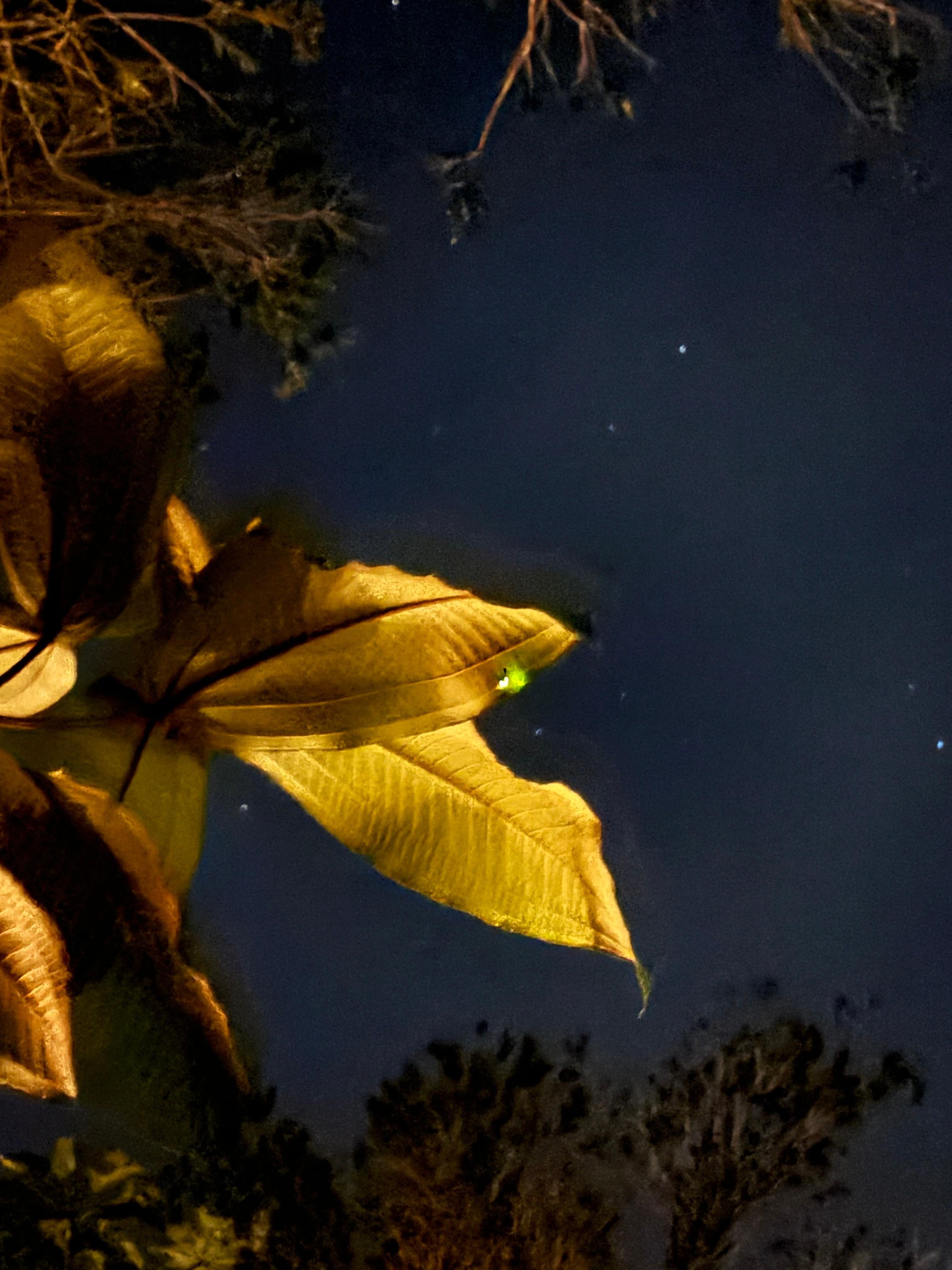 firefly 🥰