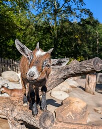 Kleine Ziege im Wildpark