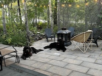 The puppies enjoying the outside patio