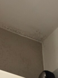 Ceiling mould
