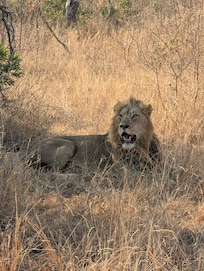 Amazing game drives