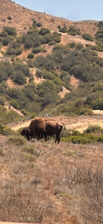 Buffalo on airport tour