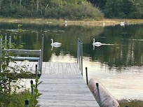 Trumpeter Swans were an almost constant presence adding their wild haunting trumpets!