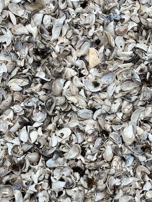 Lake Michigan shells...