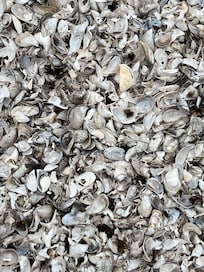 Lake Michigan shells...