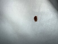 Bedbug on Pillow