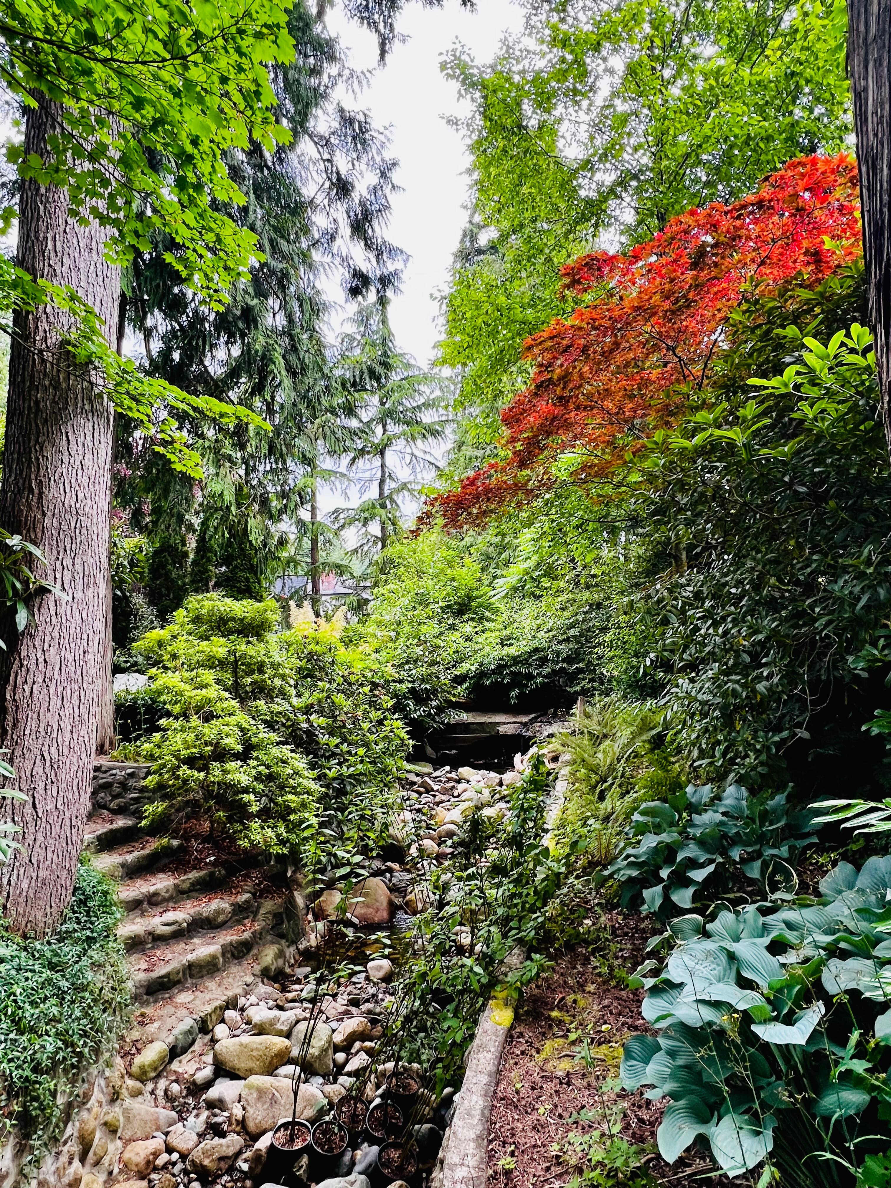 Front yard creek