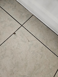 Floor kit. Tile.before us