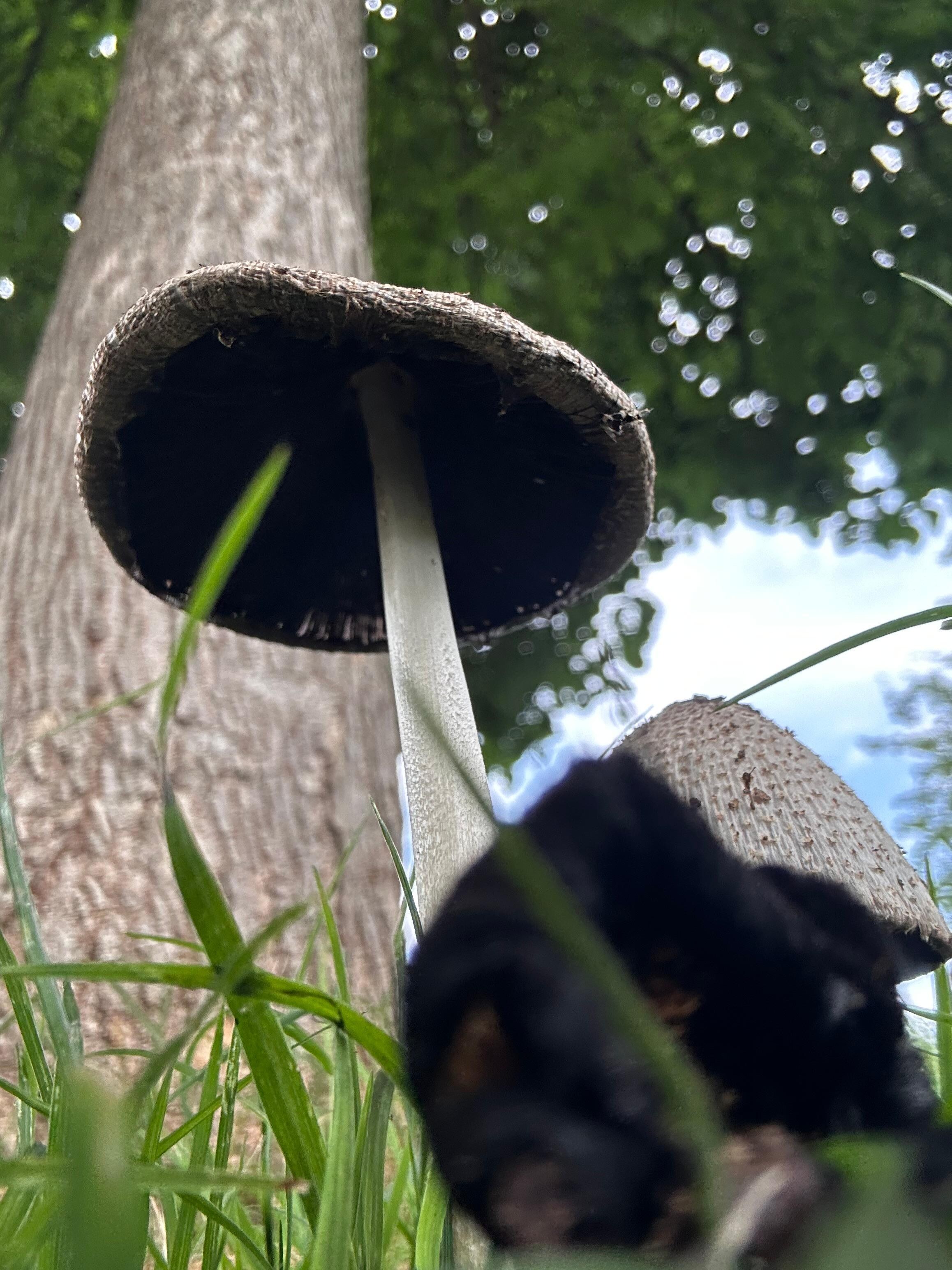 Mushrooms