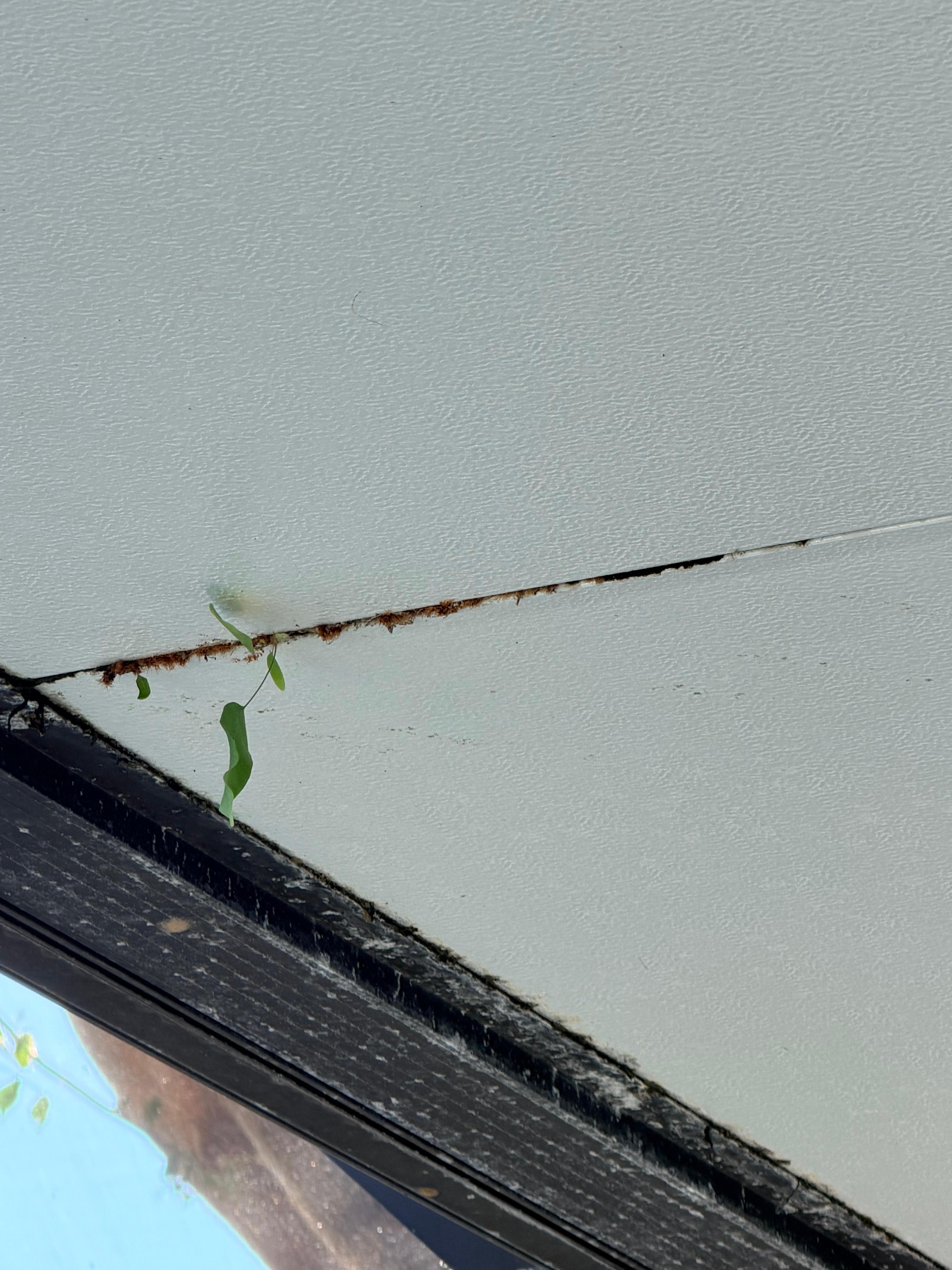 Weeds growing from lanai roof