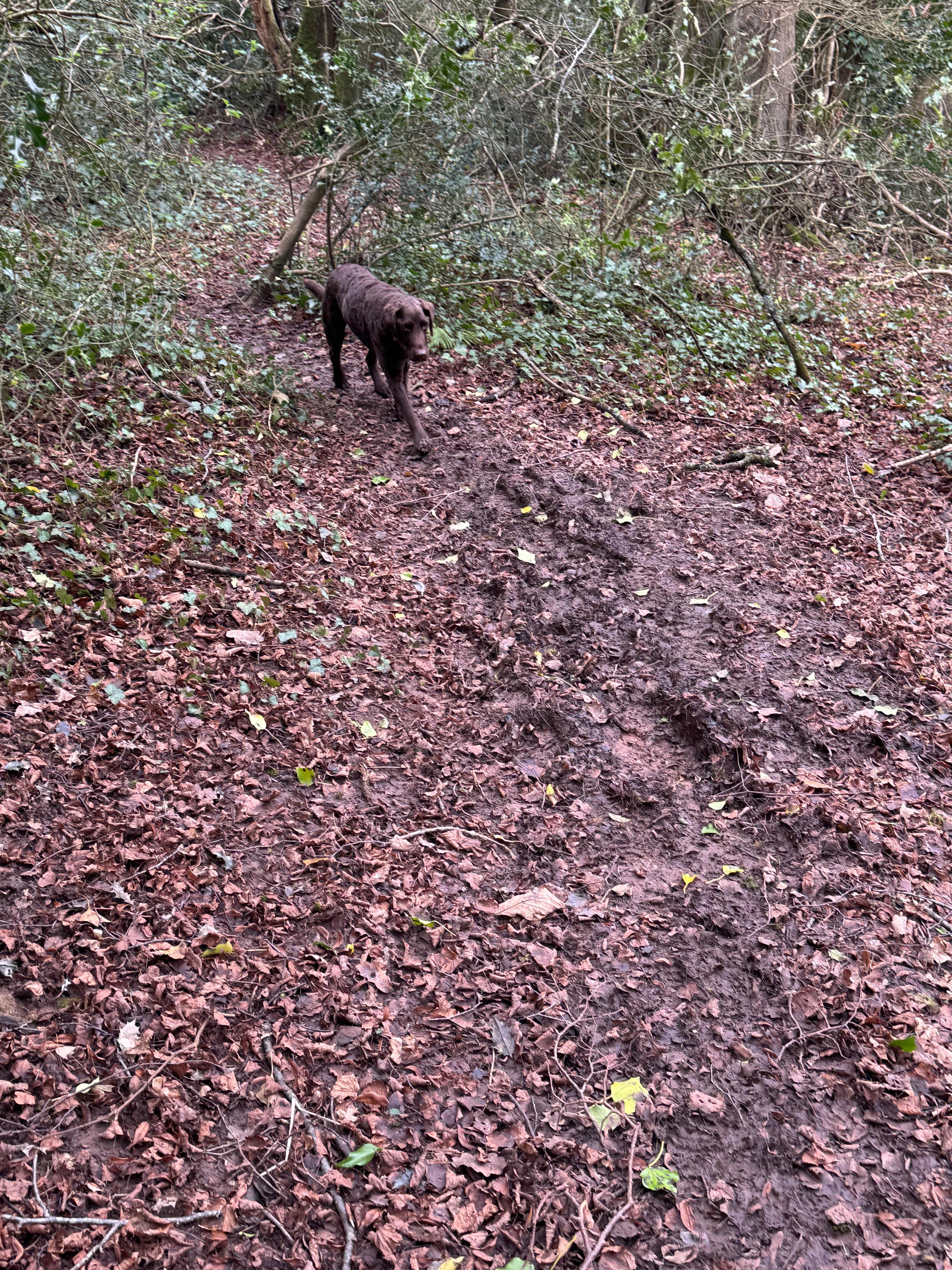 Great walk at Weston Big Woods 