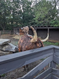 Animals on the property