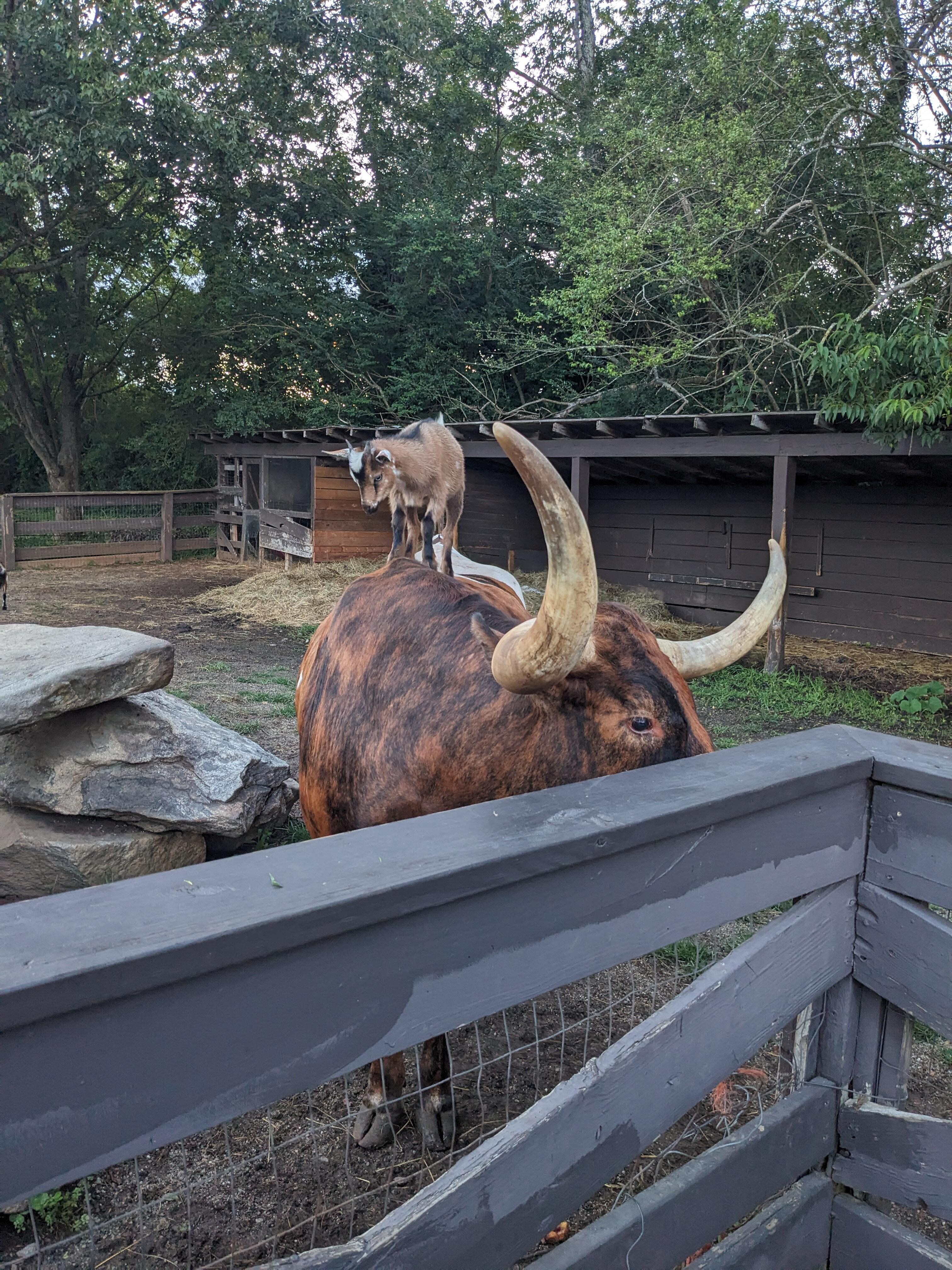 Animals on the property 