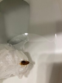 One of 6 bugs scrambling around kitchen and master bath.