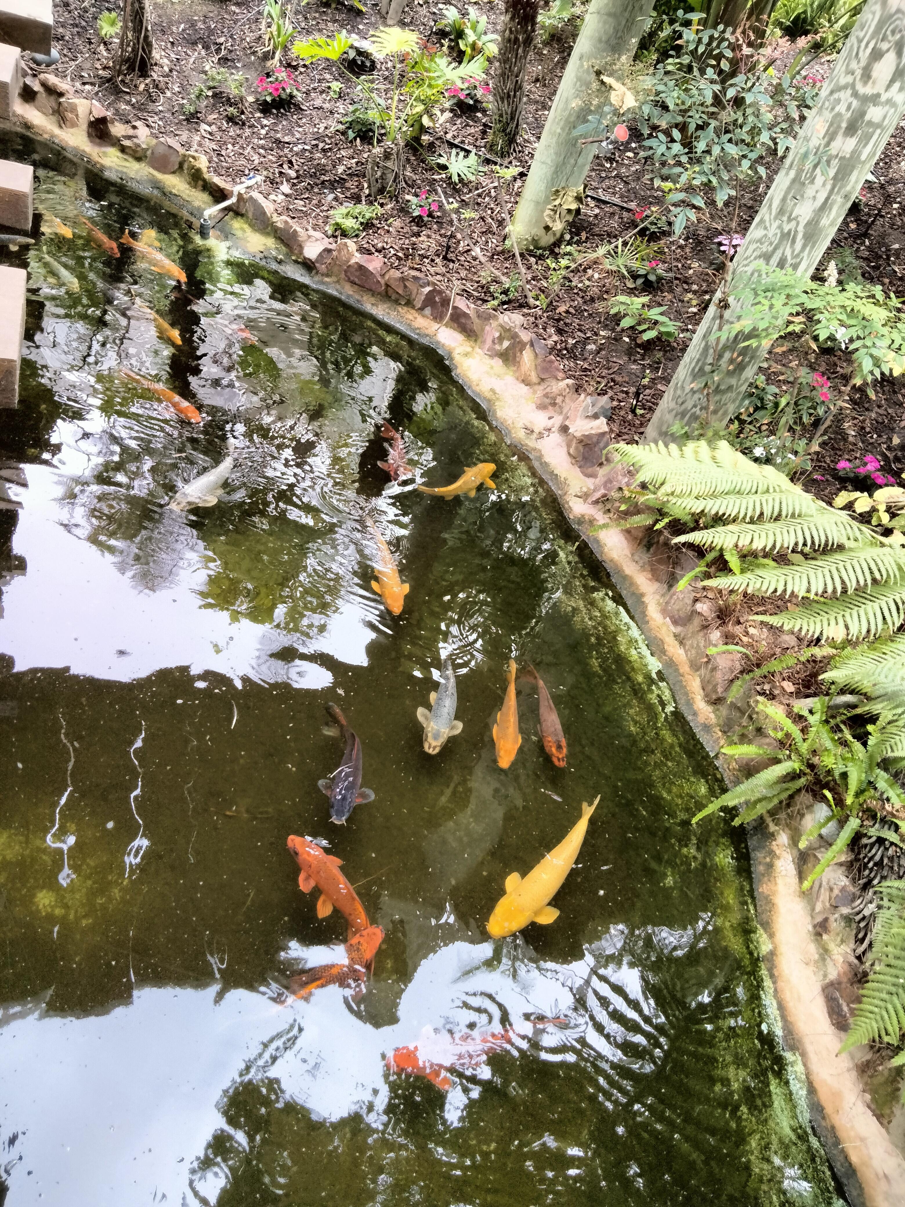 Lush plants with koi ponds and food to feed the koi.