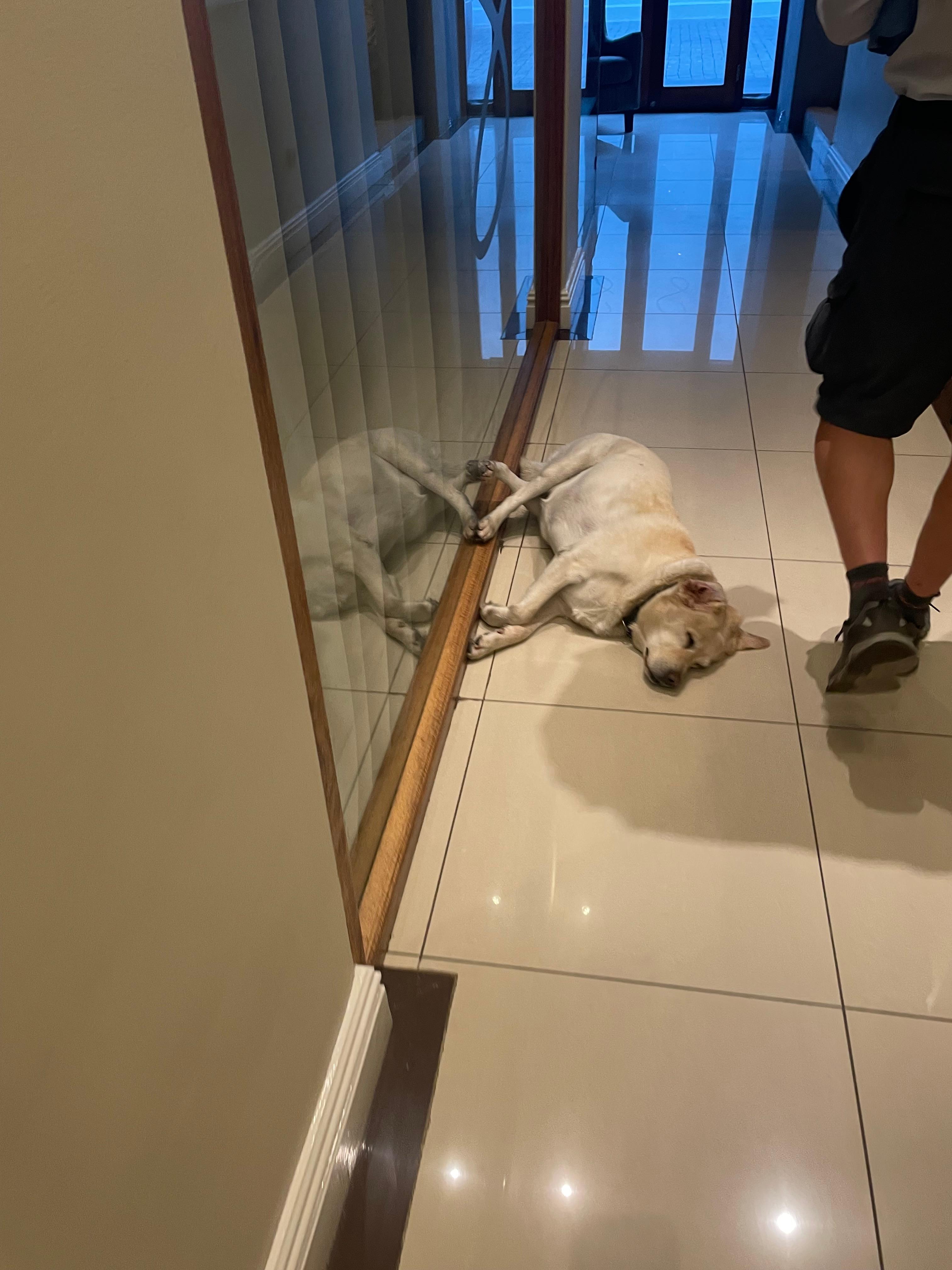 Dog asleep in corridor