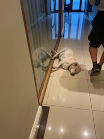 Dog asleep in corridor