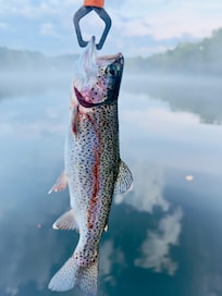 First Catch