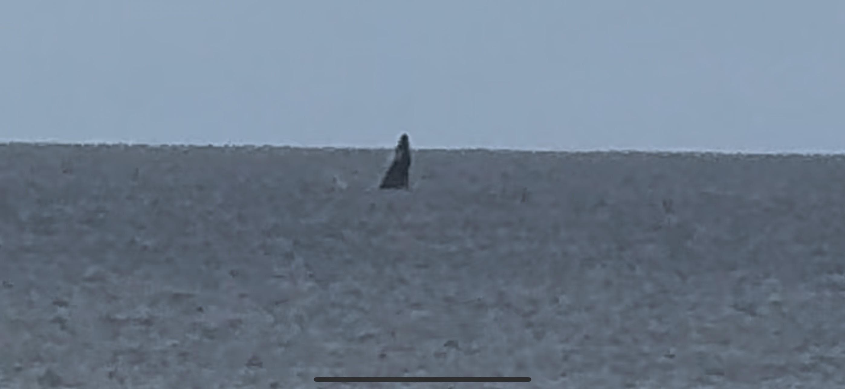 Whale breaching seen from the lanai