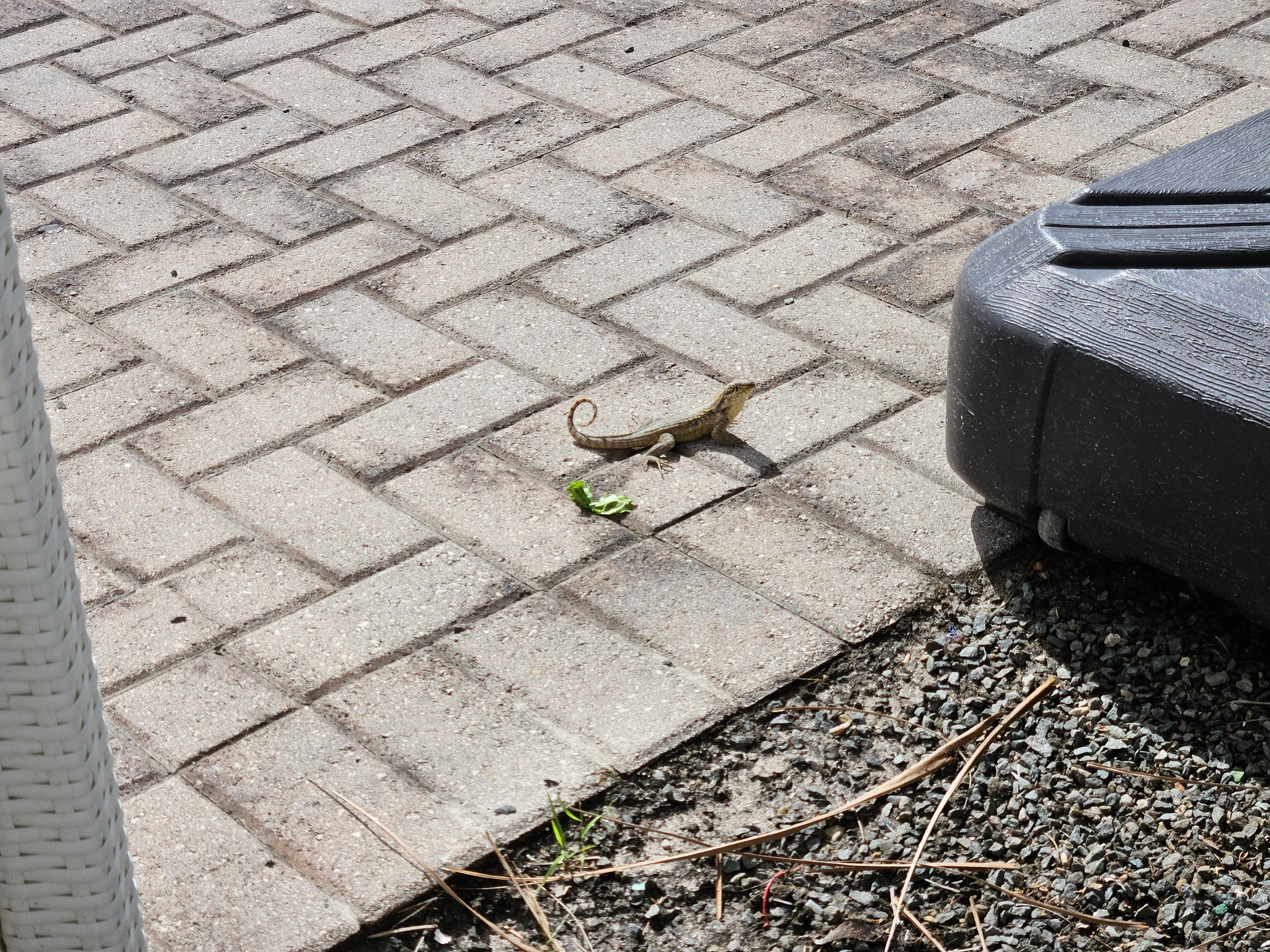 Friendly visitor, just wants a trace of lettuce.
