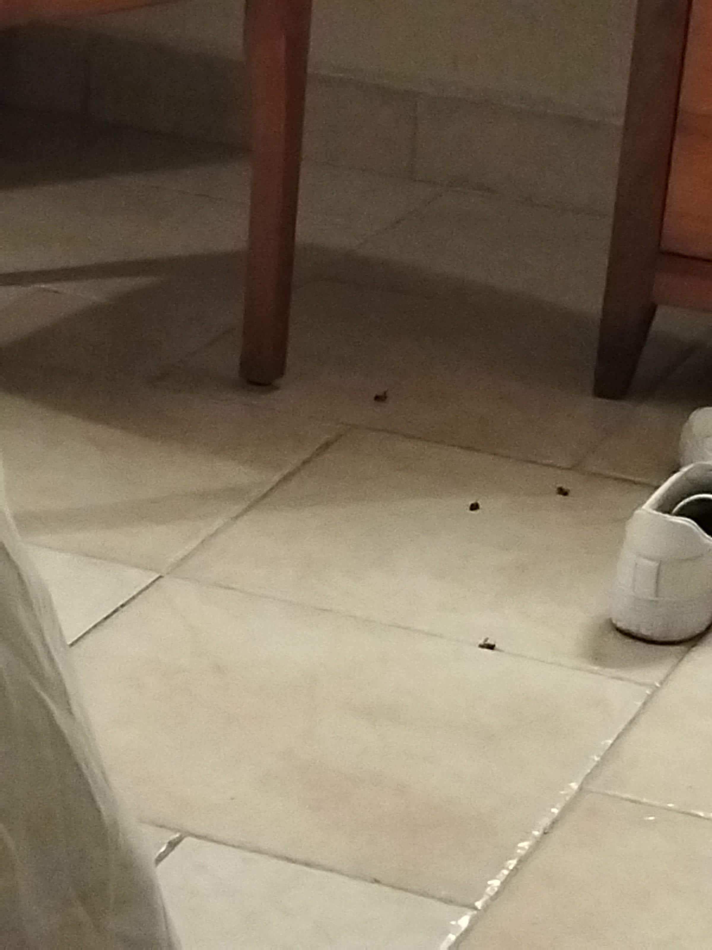 There are bees on the floor