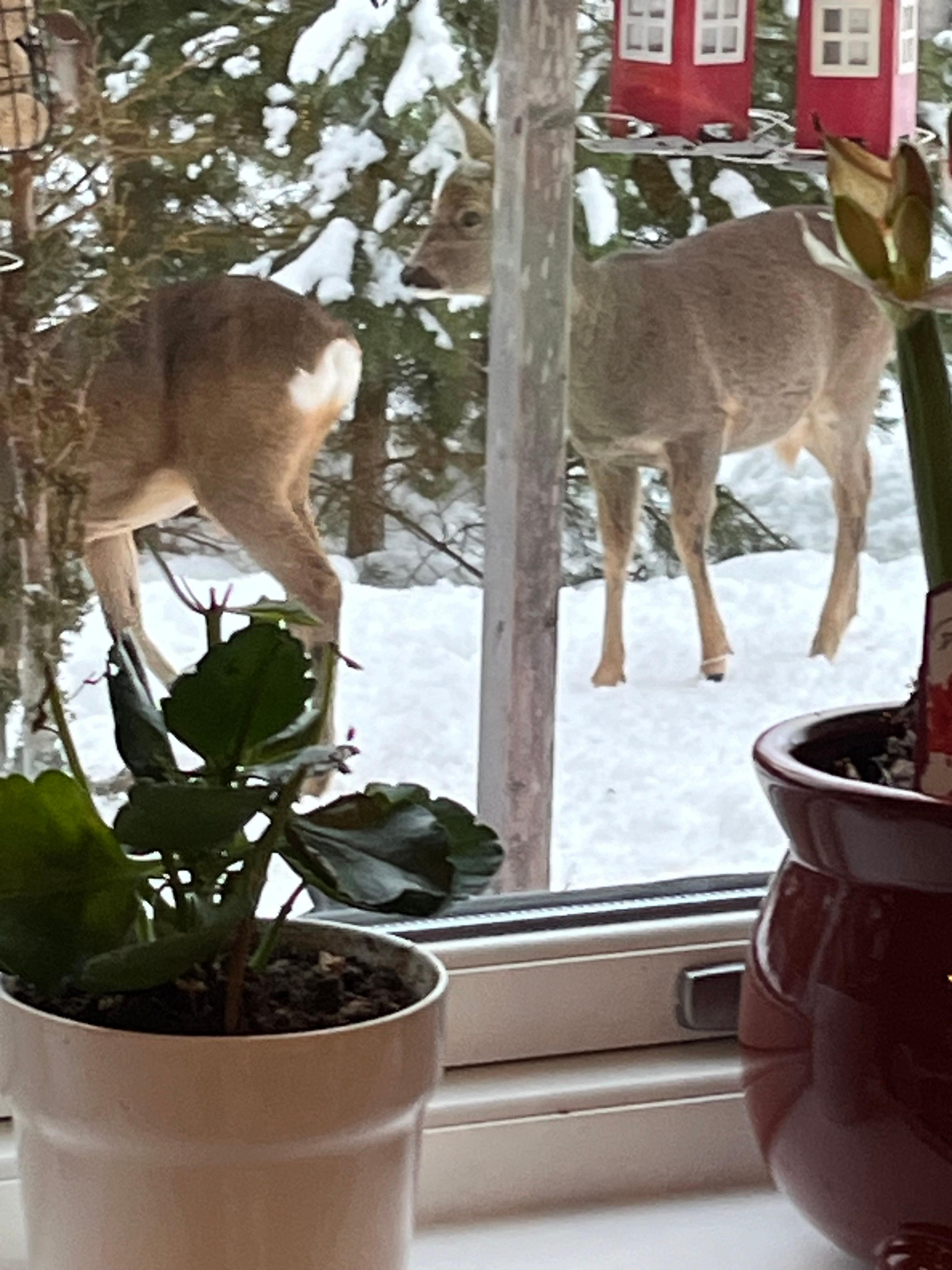 Deer outside the kitchen