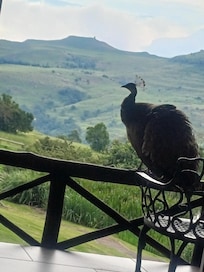 Friendly Peahen