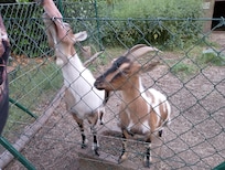 Ziegengehege