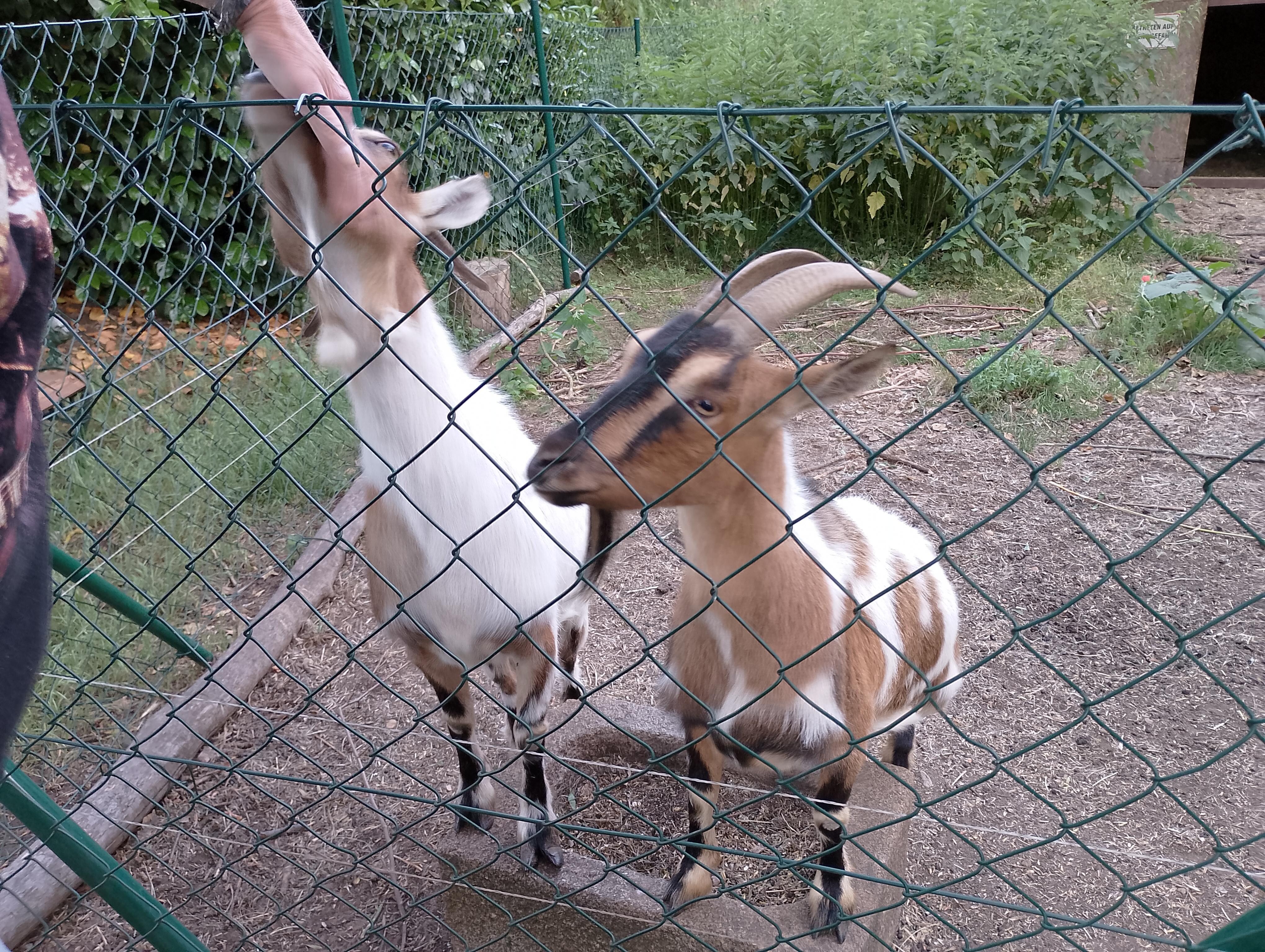 Ziegengehege 