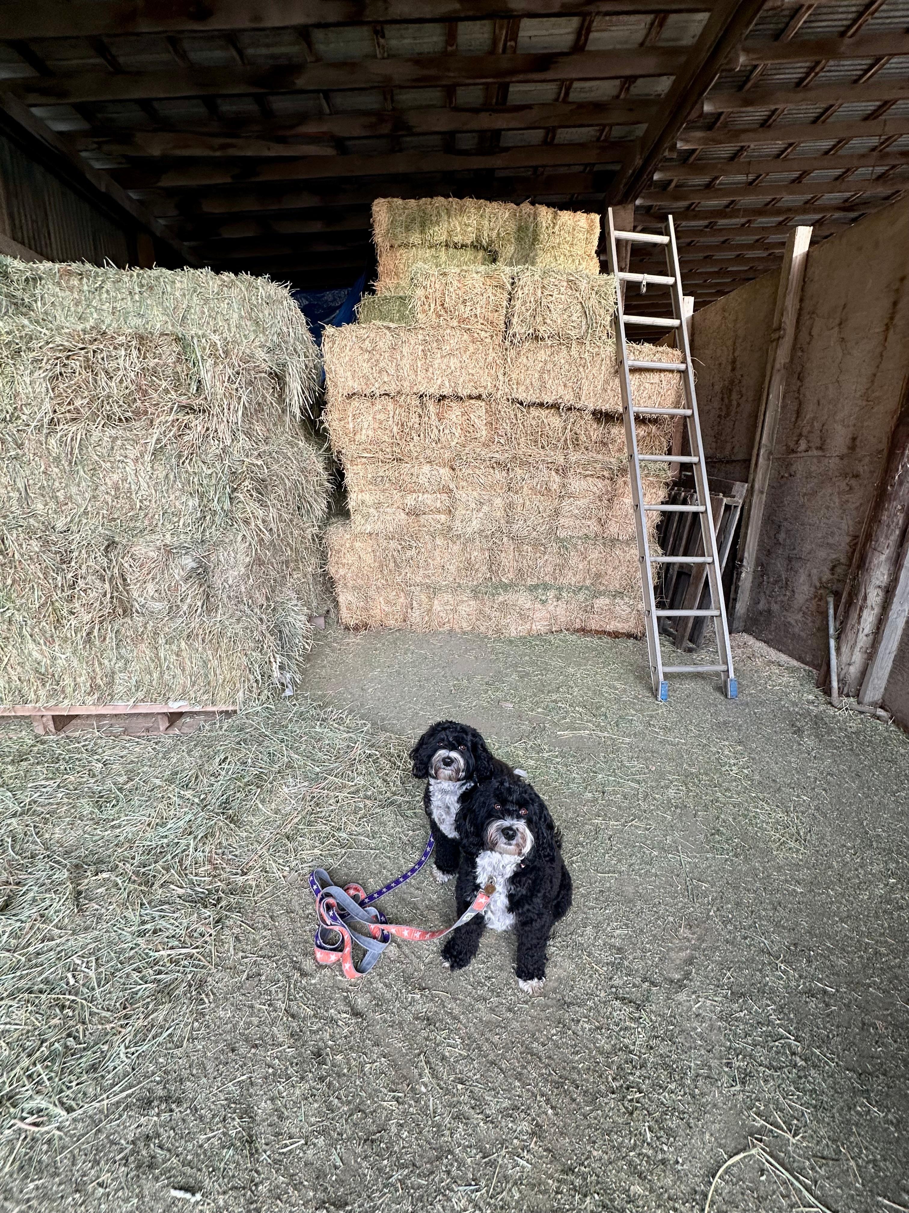 These aren’t photos of the home - which is delightful, but the allowed us to walk around and explore the property.  Our dogs were also huge fans!!!