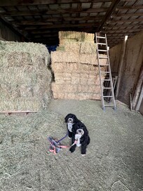 These aren’t photos of the home - which is delightful, but the allowed us to walk around and explore the property. Our dogs were also huge fans!!!