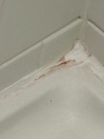 Mold in the shower. Per housekeeper