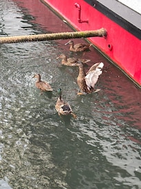The ducks greeted us when we arrived