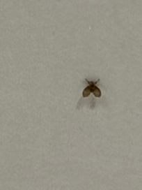 There were many small insects in the room on the wall.