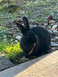 My favourite part. There were 4 bunnies who frequented our patio area. I loved feeding them carrots.