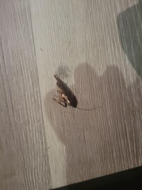 Another dead roach