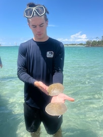 Sand dollars