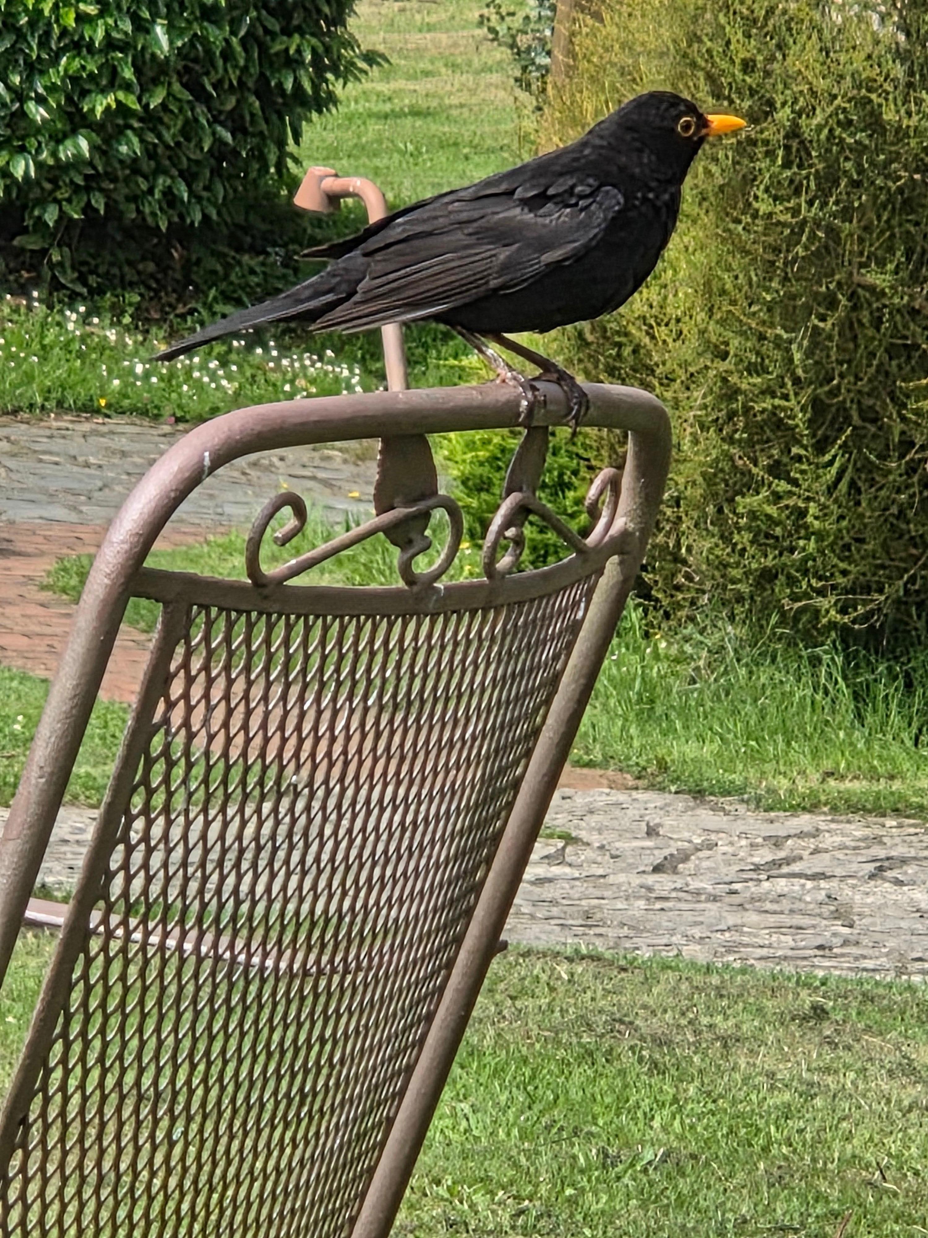 viele Singvögel vor dem Haus