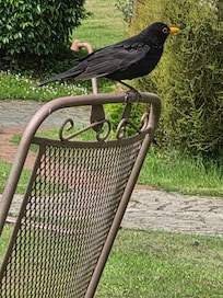 viele Singvögel vor dem Haus