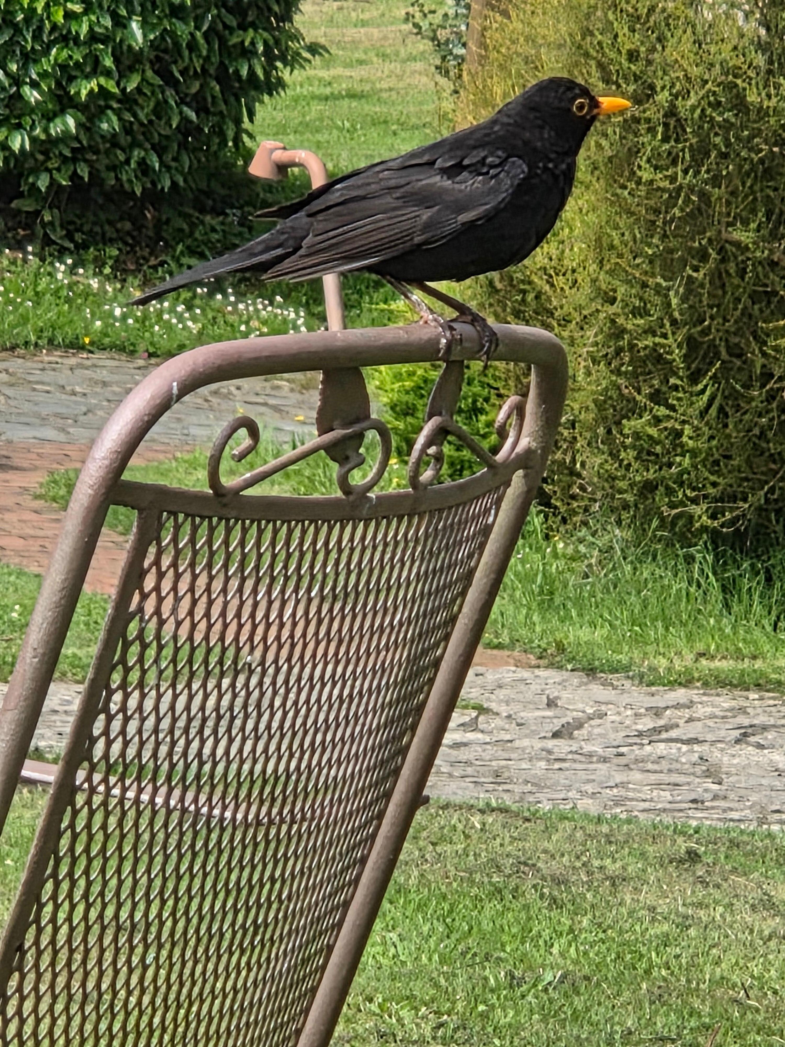 viele Singvögel vor dem Haus