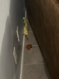 Hamburger and other trash behind couch. It had clearly been there for awhile.