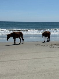 Our last day we finally saw some horses next to the water!