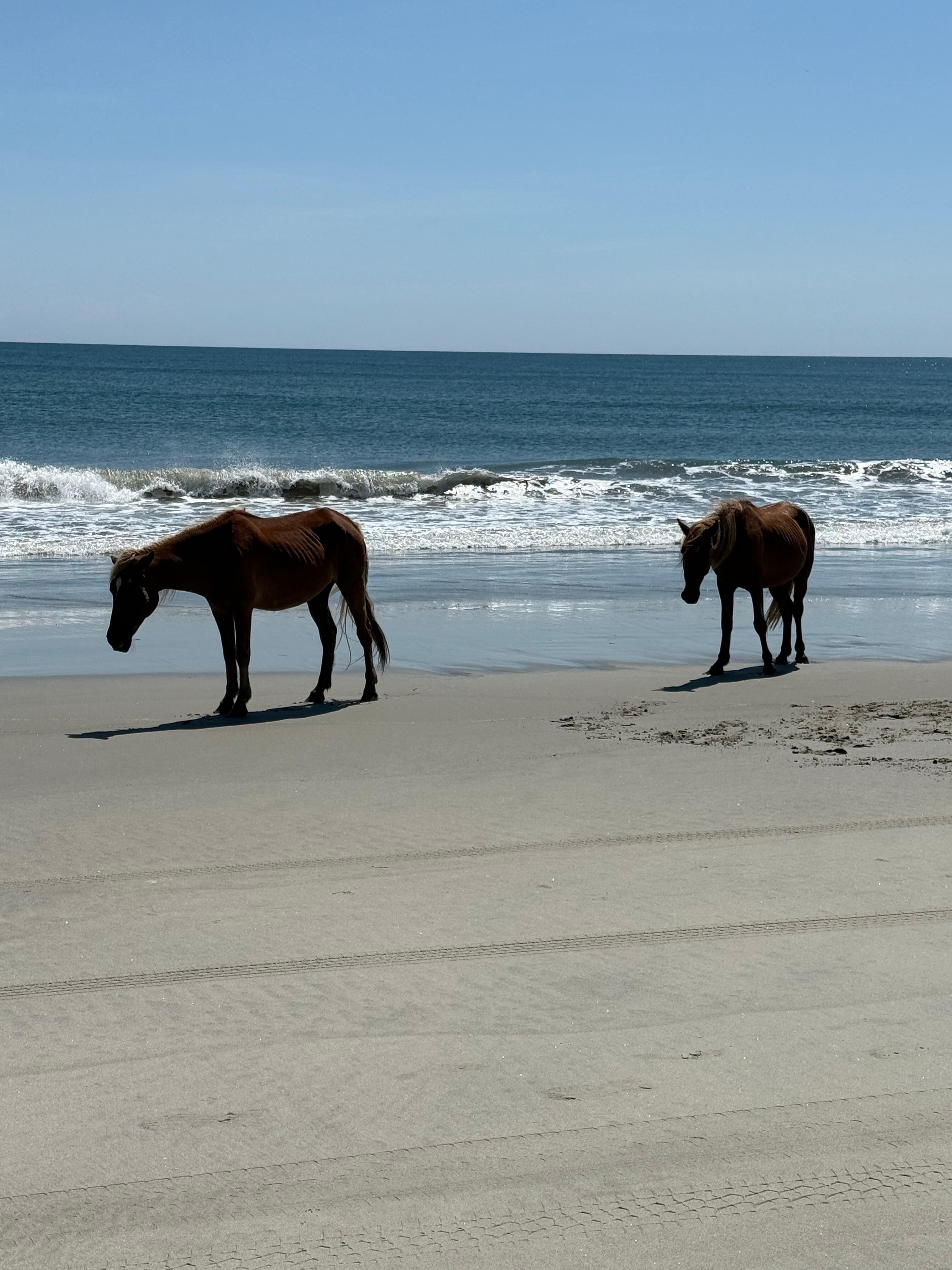 Our last day we finally saw some horses next to the water!